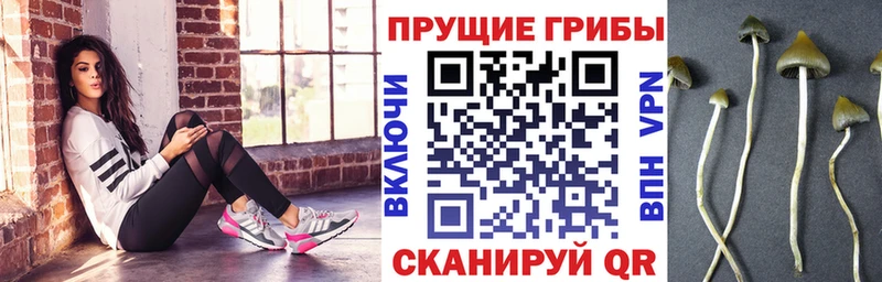 купить наркотики сайты  Керчь  Галлюциногенные грибы прущие грибы 